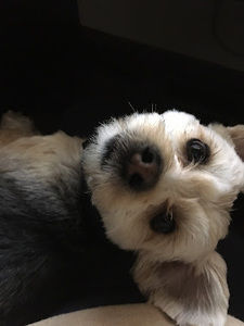 Meet your Posher, Piper